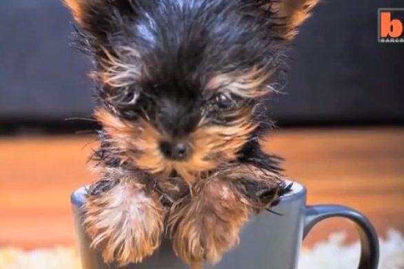 Najmniejszy piesek świata: terierek do torebki(?) (VIDEO)