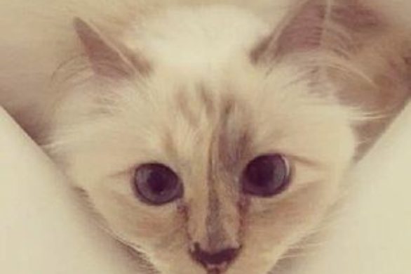 Choupette Lagerfeld została pyszczkiem(!) kampanii urodowej!