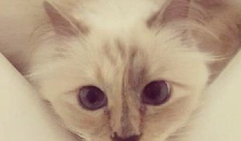 Choupette Lagerfeld została pyszczkiem(!) kampanii urodowej! Choupette Lagerfeld została pyszczkiem(!) kampanii urodowej!