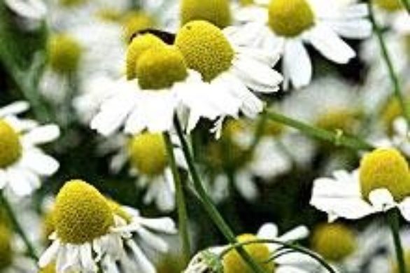 Zioła specjalnie dla kobiet