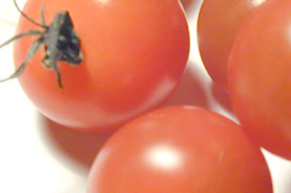 Na kłopoty – pomidor