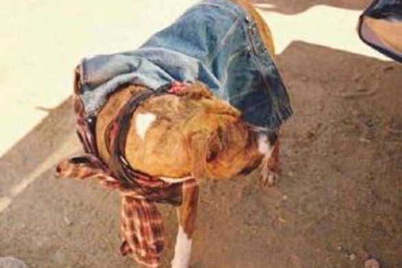 Zaskakująca kampania reklamowa linii McQ