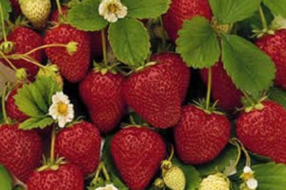 Truskawki – w sam raz dla kobiet
