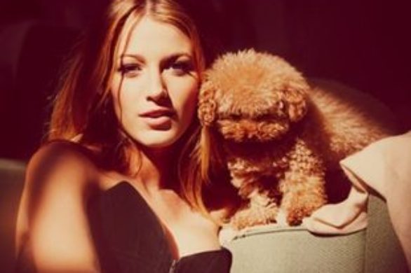 Maltipoo najmodniejszym pieskiem w Hollywood (FOTO+VIDEO)