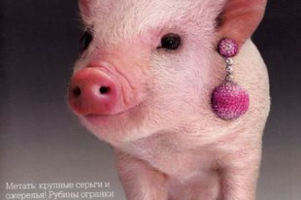 Świnka i diamenty