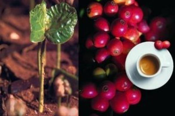 Domowe sposoby na piękne ciało – kofeina może zdziałać cuda!