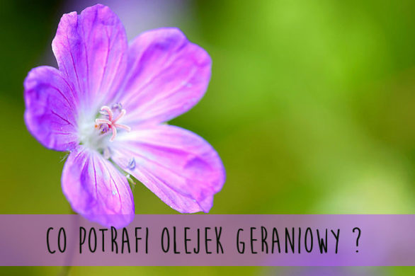 Olejek z geranium – skarb dla zdrowia i urody (FOTO)