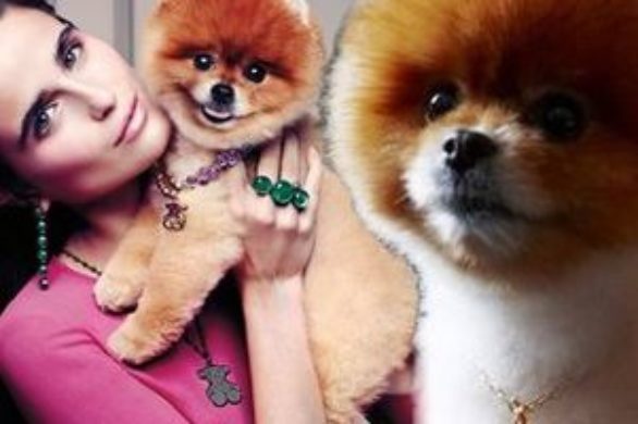 Tito the Pom w kampanii Tous