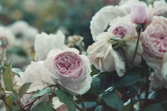 Olejek z róży damasceńskiej: naturalny wzmacniacz kosmetyków