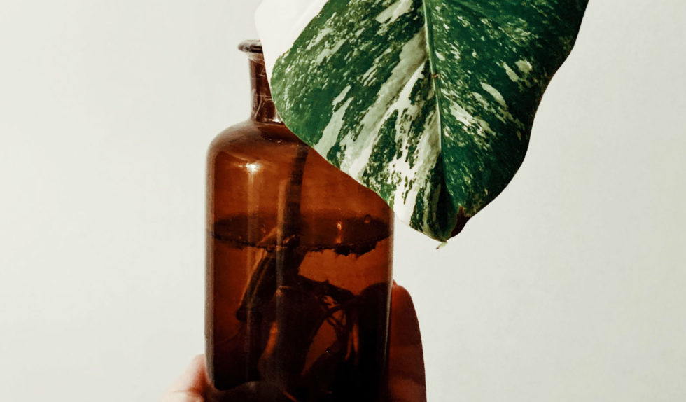 Macerat z żywokostu: naturalny sposób na demakijaż