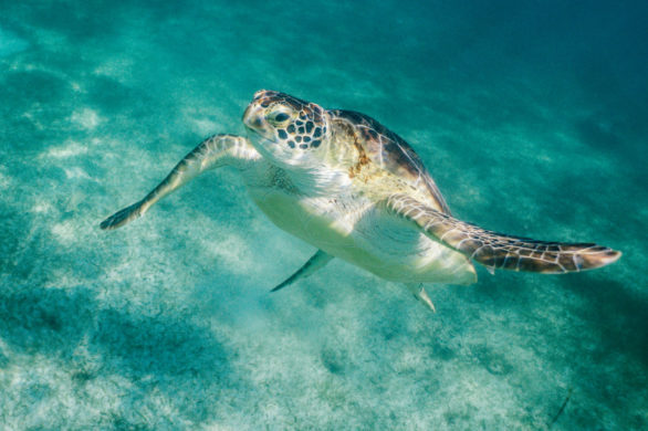 Makijaż inspirowany skorupą żółwia?! Jest piękny!