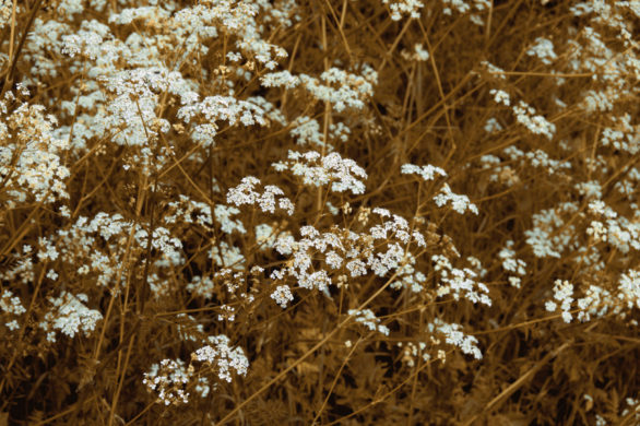 Krwawnik pospolity – ratunek dla tłustej cery i wypadających włosów
