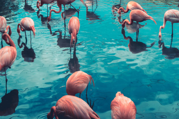 Poza flaminga: to nowy trend, który kochają celebryci