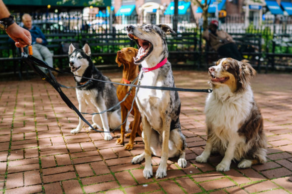 Identyczny pedicure dla psów i ich właścicielek. Uroczy trend czy męczenie zwierząt?