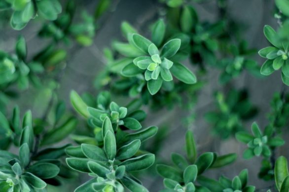 Problemy z gardłem i ciągły katar? Pomoże domowy eliksir na przeziębienie