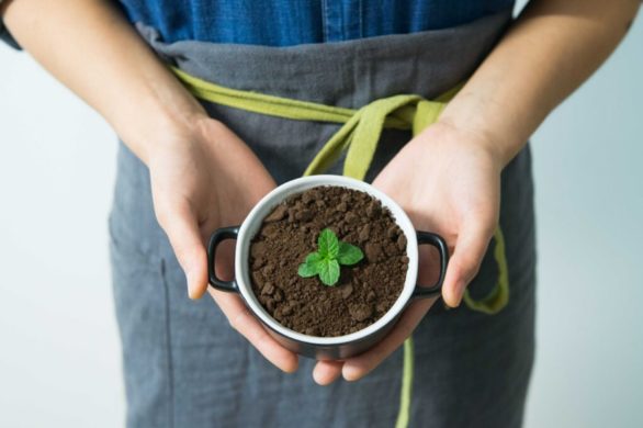 Jedna z najbardziej uniwersalnych roślin na świecie – sprawdź jej właściwości