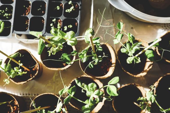 Lekarstwo prosto z natury: ziołowy okład na wysypki, bóle mięśni i podrażnienia skóry