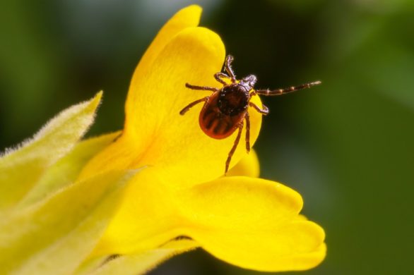 Kleszcze niosą za sobą zagrożenia. W ten sposób prawidłowo je usuniesz