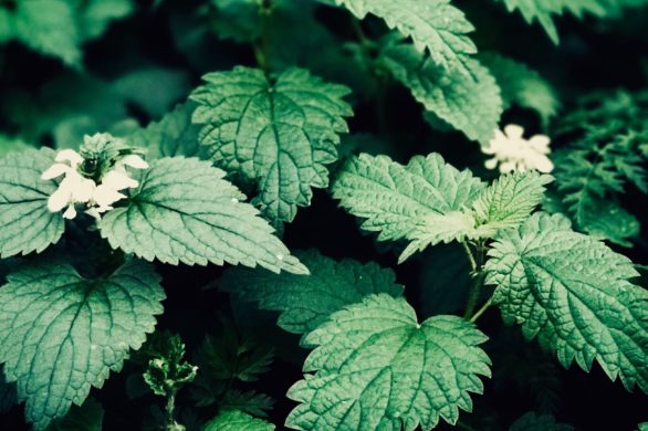 Ziołowa kuracja dla przetłuszczającej się skóry. Napar z pokrzywy zdziała cuda