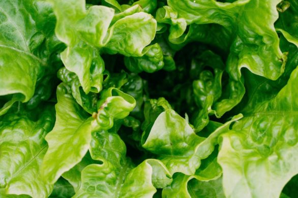 Maseczka do twarzy z sałaty! Wakacyjny kosmetyk, który odświeża i oczyszcza cerę