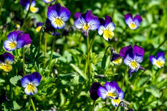 Fiołek trójbarwny: piękny kwiat, który wspomaga walkę z niedoskonałościami skóry