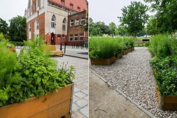 Farma miejska z ziołami dostępna dla każdego. Ekologiczna inicjatywa z Gdańska