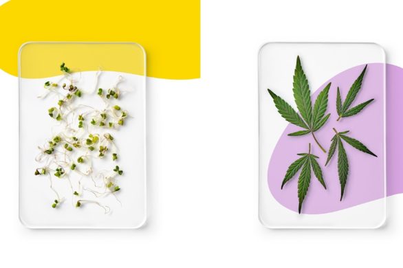 Słyszałaś o olejkach tej polskiej marki? Wykorzystują ferment z groszku, olej z nasion brokułu, algi i kurkumę