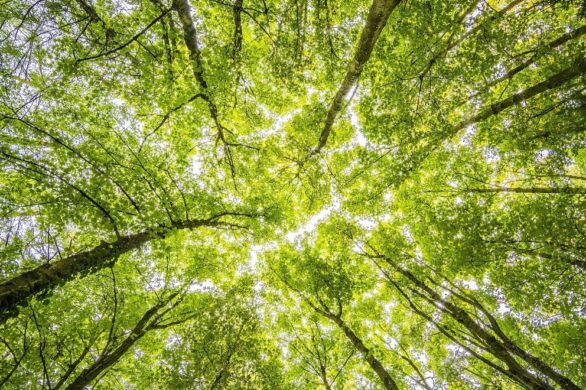 Dendroterapia – terapeutyczne właściwości drzew