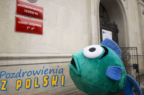 Pocztówki z Polski: pluszowy karp przypomina o swoim smutnym losie