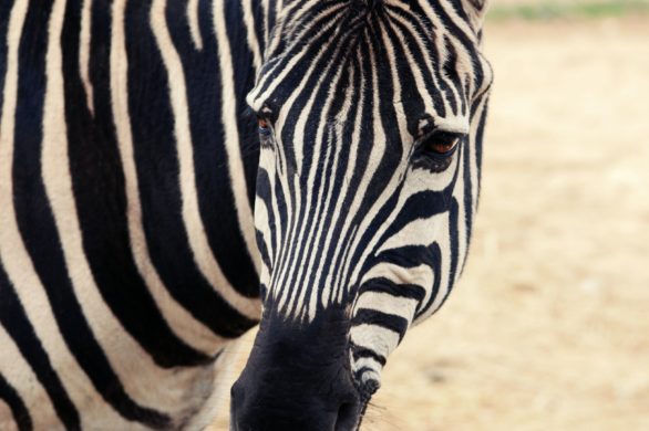 31 stycznia świętujemy Międzynarodowy Dzień Zebry!