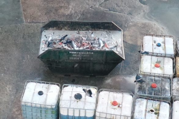 Śledztwo na szkockich fermach łososi. Deformacje, pasożyty i dewastacja środowiska ukrytym kosztem hodowli