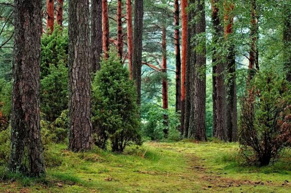 A co gdyby lasów kiedyś… zabrakło? Powstała akcja Parasol dla natury