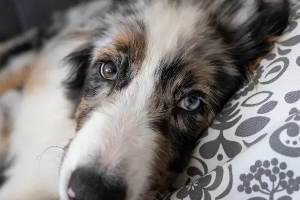 Nie stresuj zwierząt w Nowy Rok!