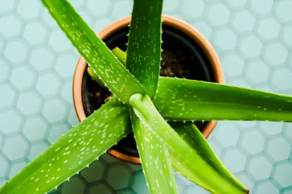 Woda aloesowa. Cudowny napój, który nawilża i leczy skórę od środka