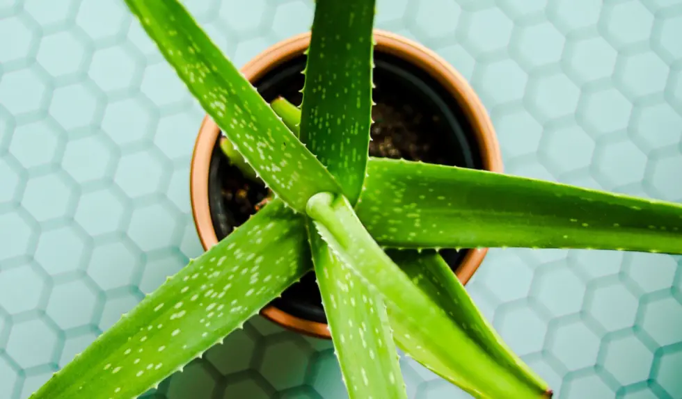 Aloes do picia. Przepis na wod aloesow | Zeberka