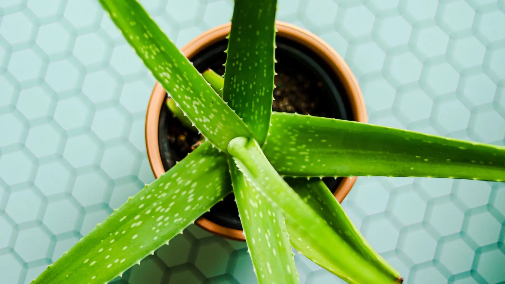 aloe vera shampoo Smooth & Restore Shampoo with Keratin and Aloe Vera – Petal Fresh main image 0