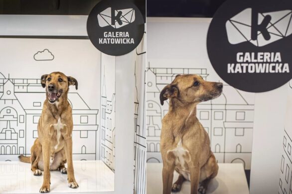 Obiad z pupilem na mieście. W Galerii Katowickiej powstała specjalna strefa Dogbar