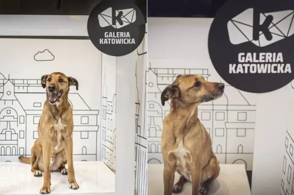 Obiad z pupilem na mieście. W Galerii Katowickiej powstała specjalna strefa Dogbar