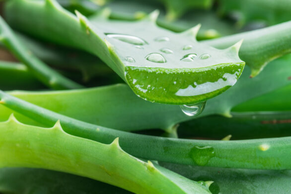 Aloes: naturalny składnik wzmocnienia i odnowy włosów, skóry oraz paznokci