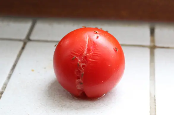 Domowe sposoby na pozbycie się muszek owocówek