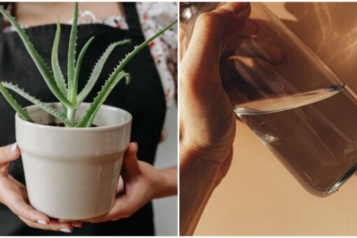 Aloes do picia. Przepis na wod aloesow | Zeberka