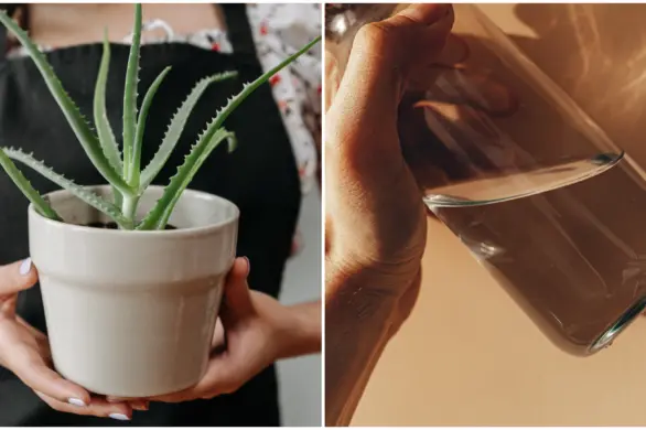 Za co TikTokerki pokochały napój z aloesu?