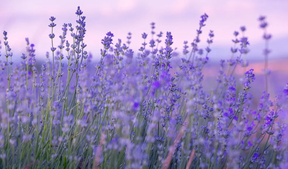Kojąca maseczka z lawendy: naturalny sposób na relaks i pielęgnację skóry