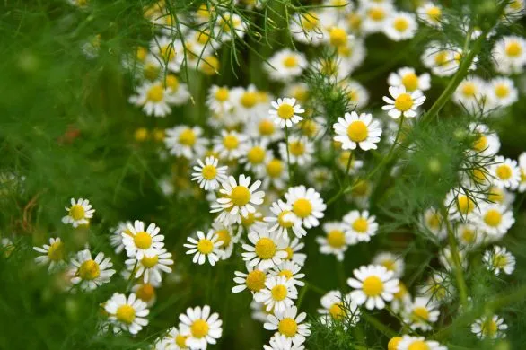 Ta maść kosztuje 15 zł i jest idealna do suchej skóry