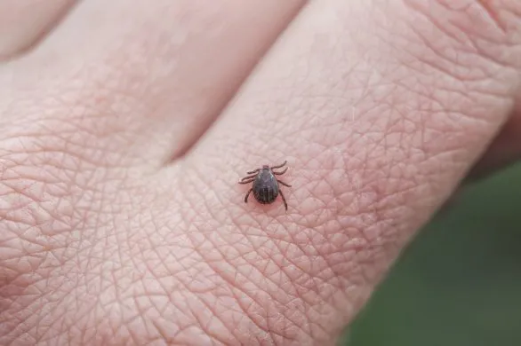 Nigdy tego nie rób, gdy złapiesz kleszcza. Ekspert wskazuje na powszechny i kosztowny błąd