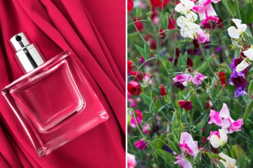 Perfumy z groszkiem pachnącym przywołują wakacje u babci. To najbardziej nostalgiczna nuta tego lata