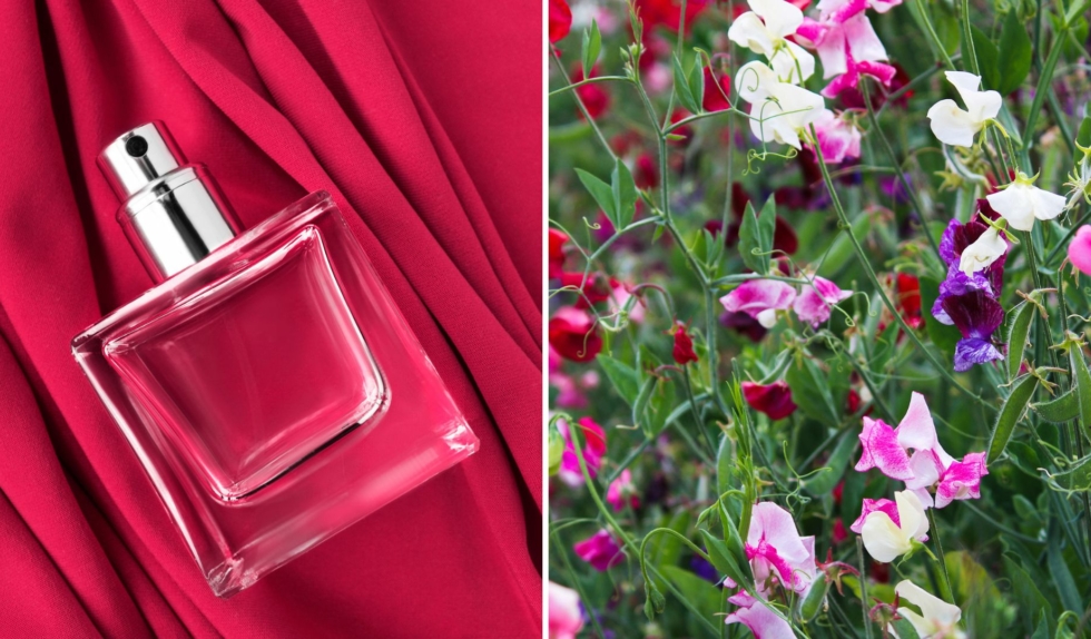 Perfumy z groszkiem pachnącym przywołują wakacje u babci. To najbardziej nostalgiczna nuta tego lata