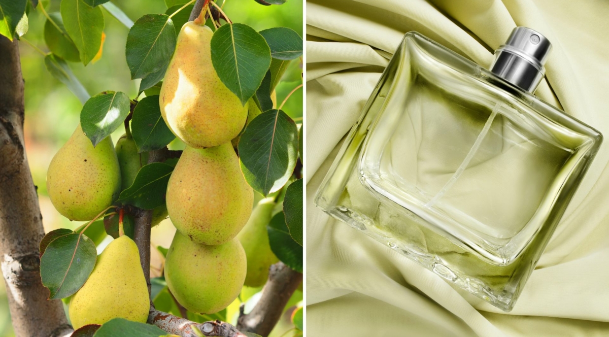Arabskie perfumy z zieloną gruszką i rabarbarem pachną jak orzeźwiający, letni koktajl. „Kupiłam w ciemno i się nie zawiodłam”