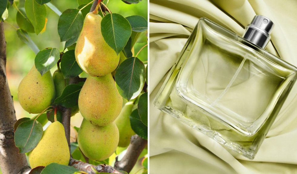 Arabskie perfumy z zieloną gruszką i rabarbarem pachną jak orzeźwiający, letni koktajl. „Kupiłam w ciemno i się nie zawiodłam”